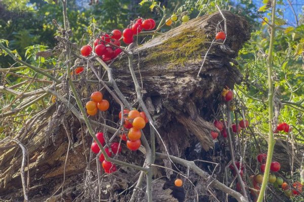 散户配资 在湘西的路边偶遇一墙五彩蕃茄，软糯可口味道不错，只是不敢多摘